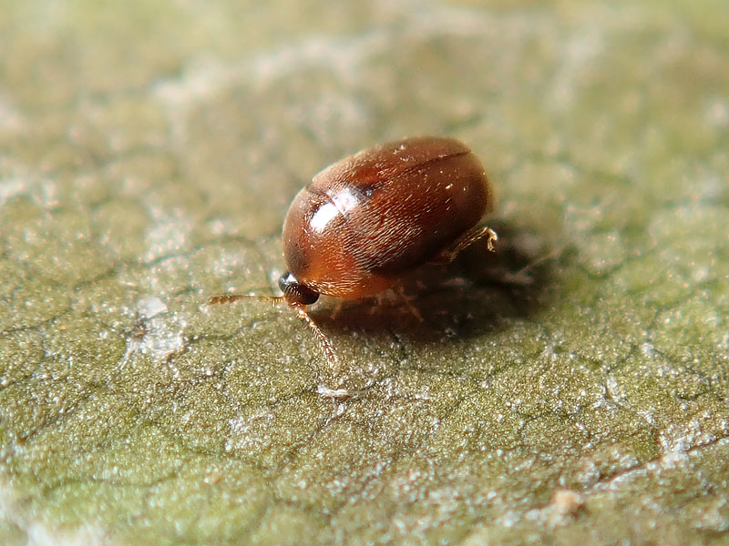 coleottero piccolissimo:  fam. Corylophidae